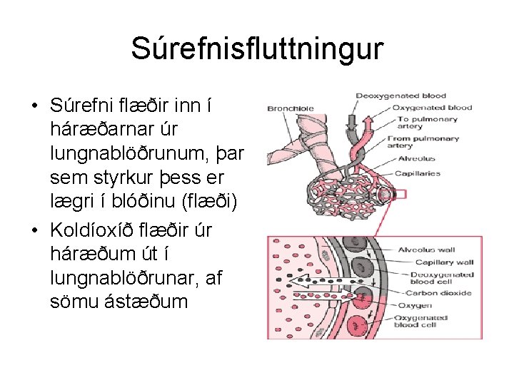 Súrefnisfluttningur • Súrefni flæðir inn í háræðarnar úr lungnablöðrunum, þar sem styrkur þess er