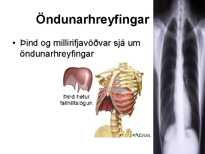 Öndunarhreyfingar • Þind og millirifjavöðvar sjá um öndunarhreyfingar 