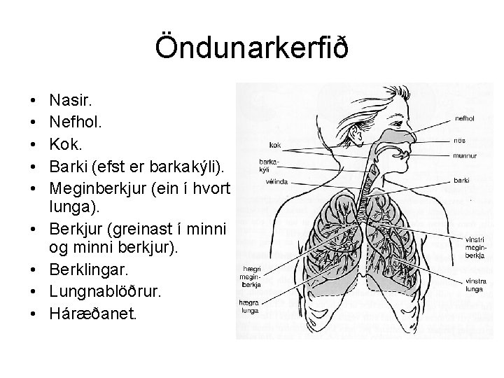 Öndunarkerfið • • • Nasir. Nefhol. Kok. Barki (efst er barkakýli). Meginberkjur (ein í