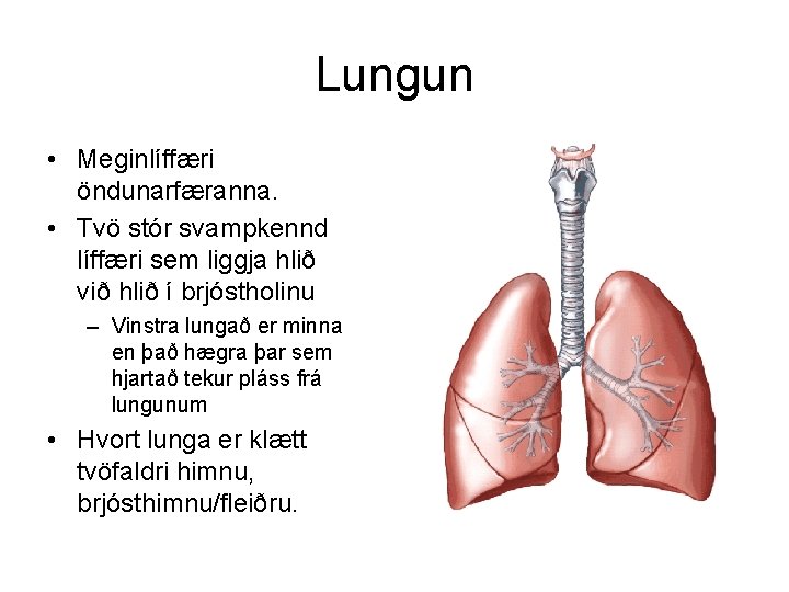 Lungun • Meginlíffæri öndunarfæranna. • Tvö stór svampkennd líffæri sem liggja hlið við hlið