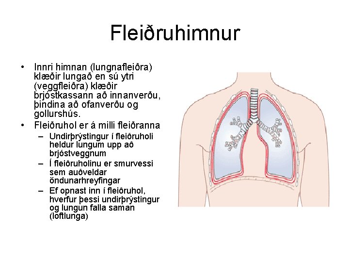 Fleiðruhimnur • Innri himnan (lungnafleiðra) klæðir lungað en sú ytri (veggfleiðra) klæðir brjóstkassann að