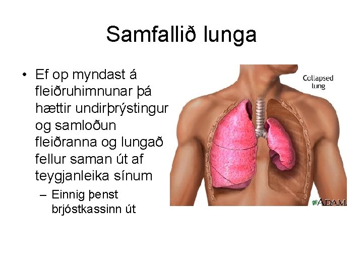 Samfallið lunga • Ef op myndast á fleiðruhimnunar þá hættir undirþrýstingur og samloðun fleiðranna