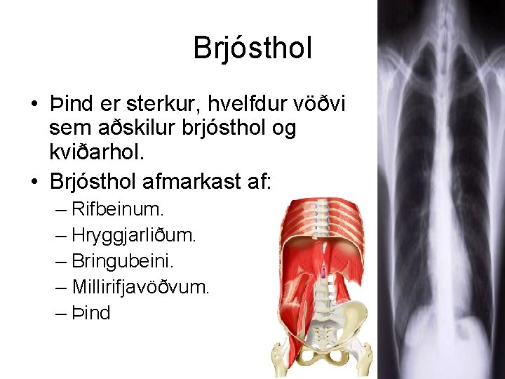 Brjósthol • Þind er sterkur, hvelfdur vöðvi sem aðskilur brjósthol og kviðarhol. • Brjósthol