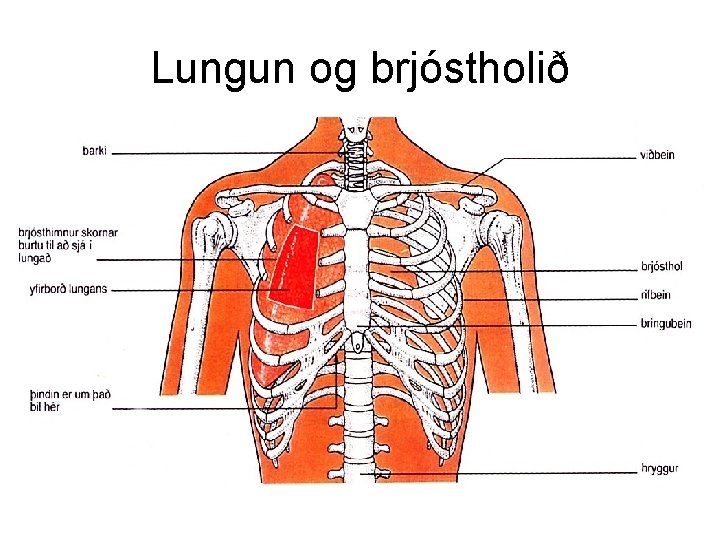 Lungun og brjóstholið 