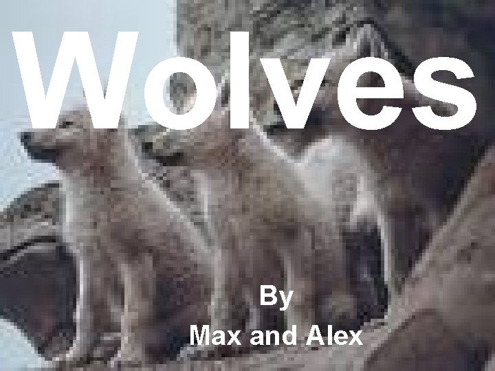 Wolves By Max and Alex 