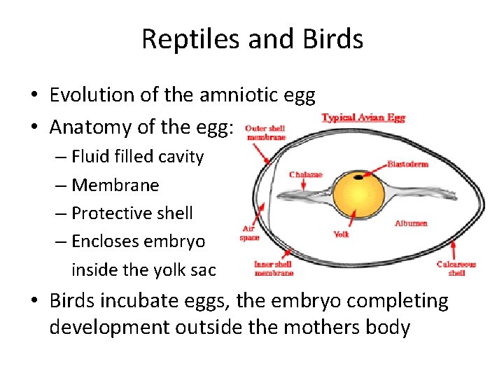 Reptiles and Birds • Evolution of the amniotic egg • Anatomy of the egg: