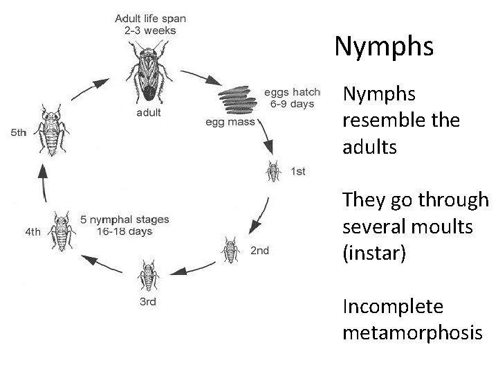 Nymphs resemble the adults They go through several moults (instar) Incomplete metamorphosis 