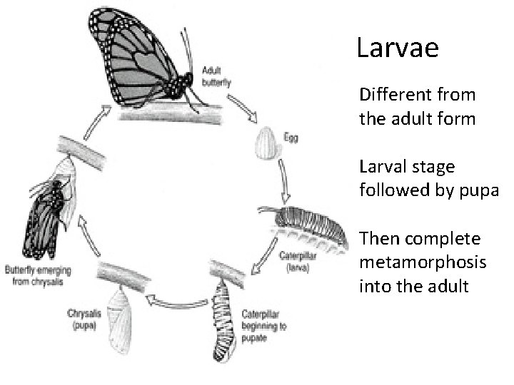 Larvae Different from the adult form Larval stage followed by pupa Then complete metamorphosis