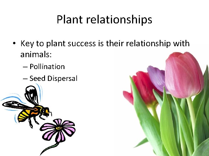 Plant relationships • Key to plant success is their relationship with animals: – Pollination
