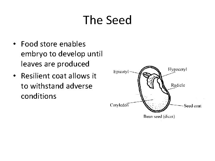 The Seed • Food store enables embryo to develop until leaves are produced •