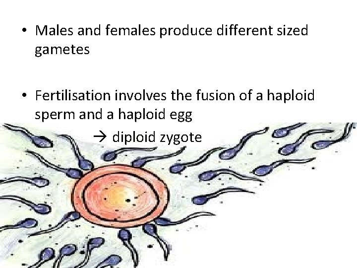  • Males and females produce different sized gametes • Fertilisation involves the fusion