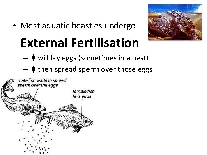  • Most aquatic beasties undergo External Fertilisation – will lay eggs (sometimes in