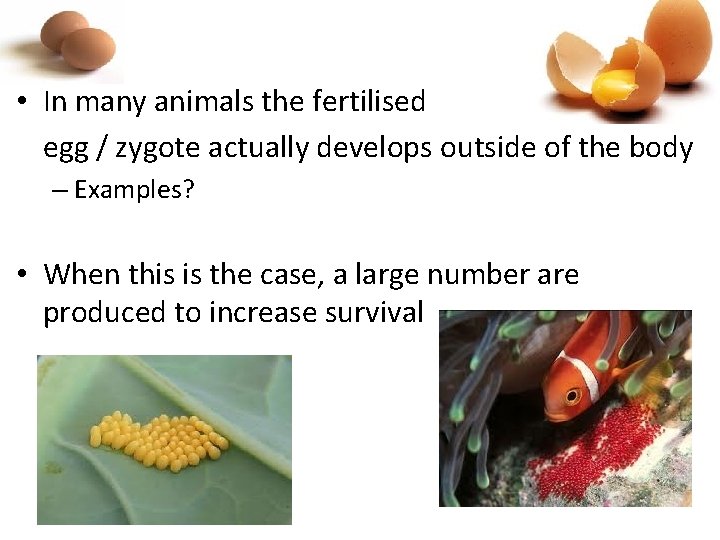  • In many animals the fertilised egg / zygote actually develops outside of