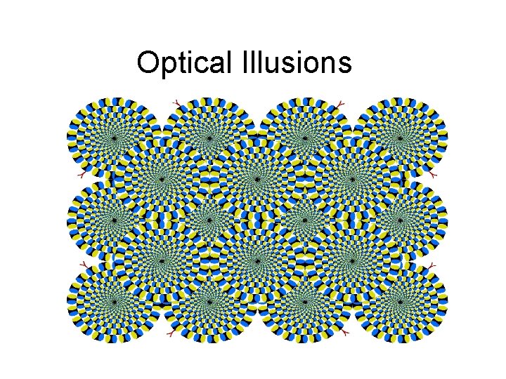 Optical Illusions 