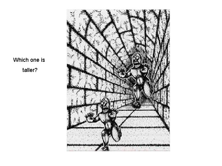 Which one is taller? 