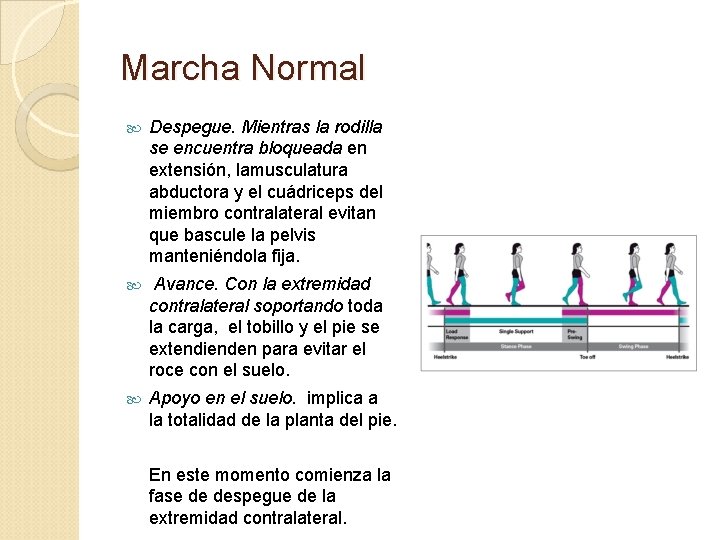 Marcha Normal Despegue. Mientras la rodilla se encuentra bloqueada en extensión, lamusculatura abductora y