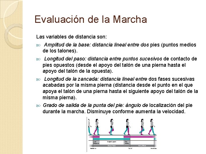 Evaluación de la Marcha Las variables de distancia son: Amplitud de la base: distancia