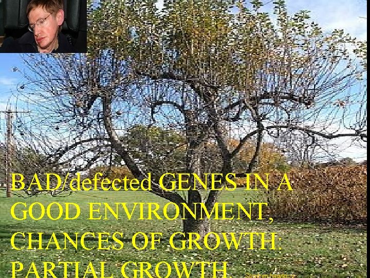 BAD/defected GENES IN A GOOD ENVIRONMENT, CHANCES OF GROWTH: BAD/defected GENES IN A GOOD ENVIRONMENT, CHANCES OF GROWTH: