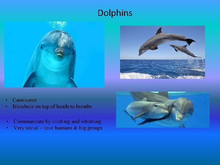 Dolphins • Carnivores • Blowhole on top of heads to breathe • Communicate by