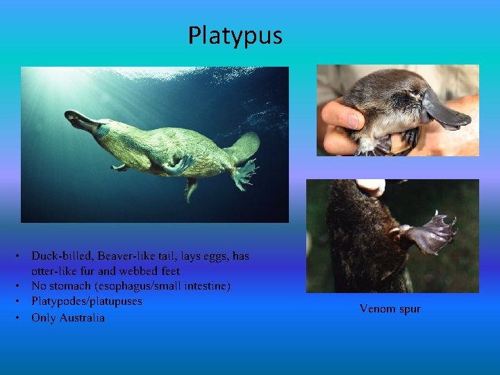Platypus • Duck-billed, Beaver-like tail, lays eggs, has otter-like fur and webbed feet •