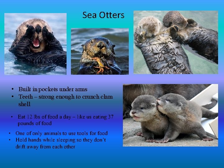 Sea Otters • Built in pockets under arms • Teeth – strong enough to