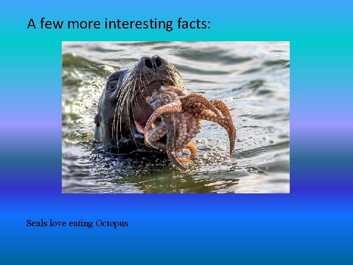 A few more interesting facts: Seals love eating Octopus 