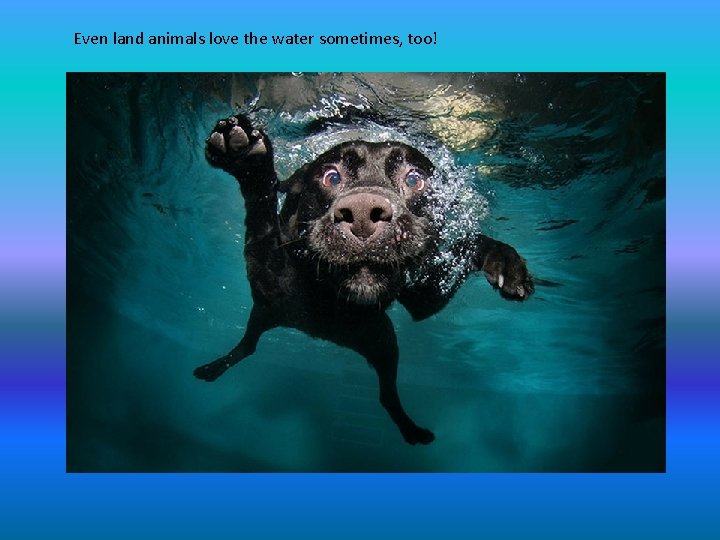 Even land animals love the water sometimes, too! 