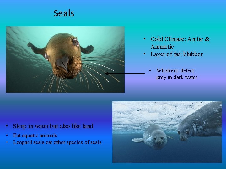 Seals • Cold Climate: Arctic & Antarctic • Layer of fat: blubber • Whiskers: