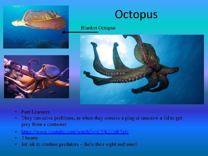 Octopus Blanket Octopus • Fast Learners • They can solve problems, as when they
