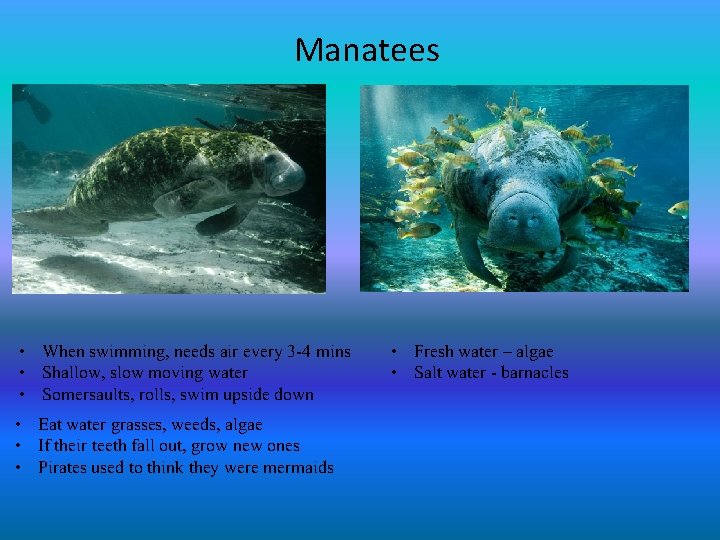 Manatees • When swimming, needs air every 3 -4 mins • Shallow, slow moving