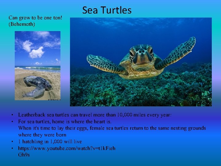 Can grow to be one ton! (Behemoth) Sea Turtles • Leatherback sea turtles can