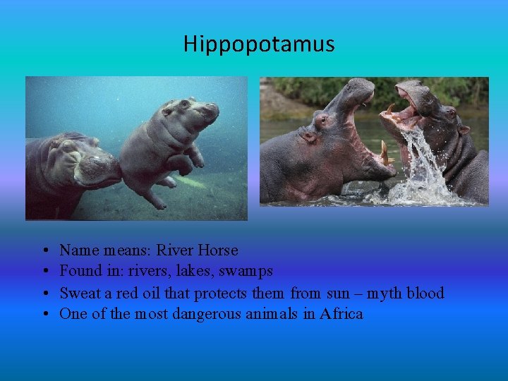 Hippopotamus • • Name means: River Horse Found in: rivers, lakes, swamps Sweat a
