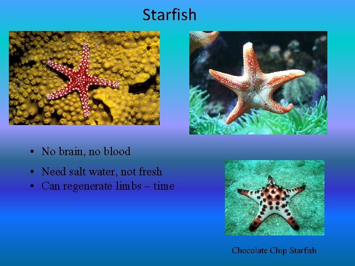 Starfish • No brain, no blood • Need salt water, not fresh • Can