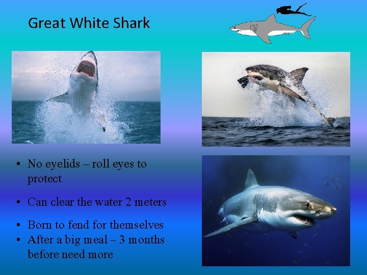 Great White Shark • No eyelids – roll eyes to protect • Can clear