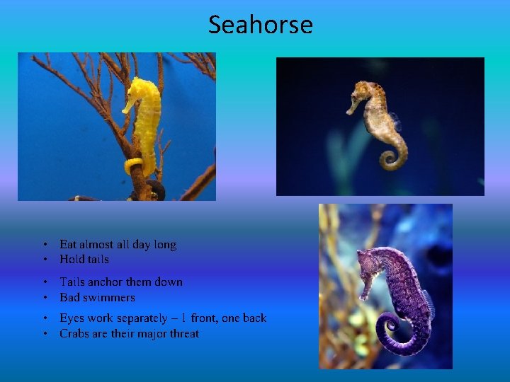 Seahorse • Eat almost all day long • Hold tails • Tails anchor them