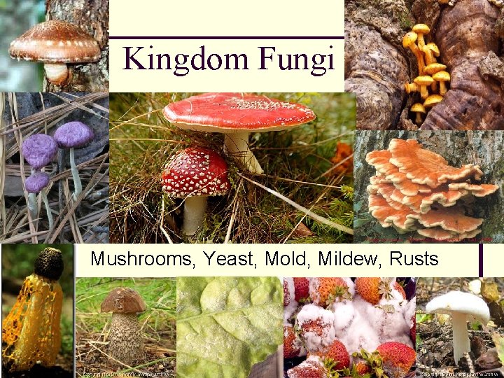 Kingdom Fungi Mushrooms, Yeast, Mold, Mildew, Rusts 