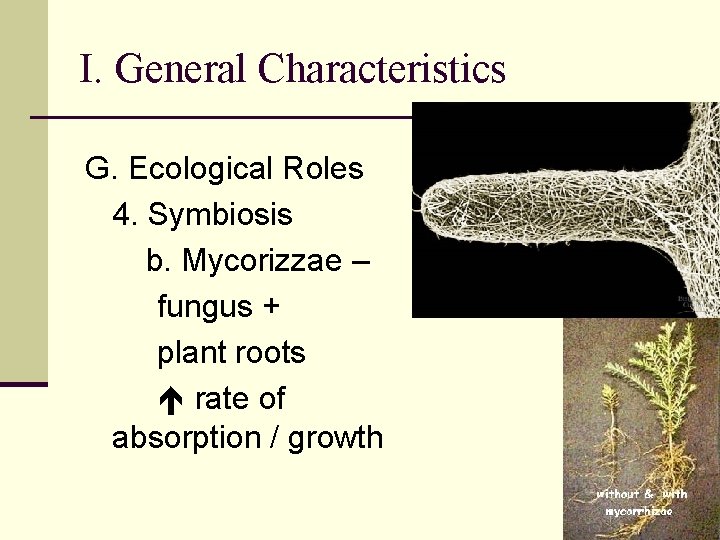 I. General Characteristics G. Ecological Roles 4. Symbiosis b. Mycorizzae – fungus + plant