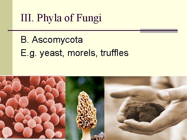 III. Phyla of Fungi B. Ascomycota E. g. yeast, morels, truffles 