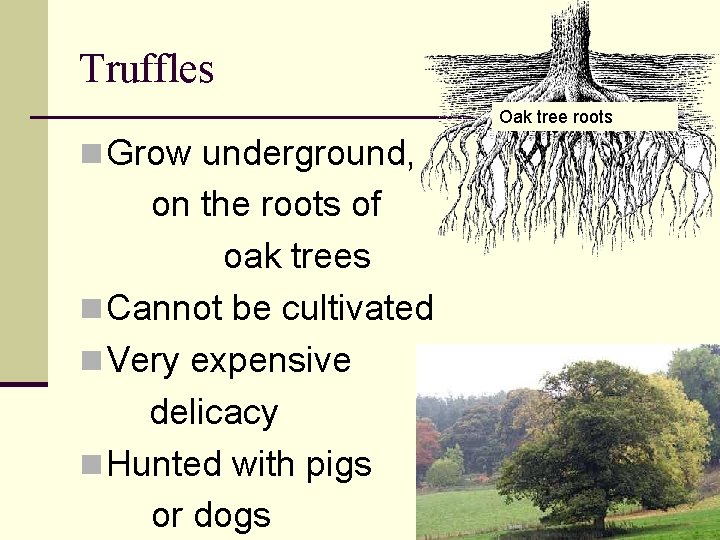 Truffles Oak tree roots n Grow underground, on the roots of oak trees n