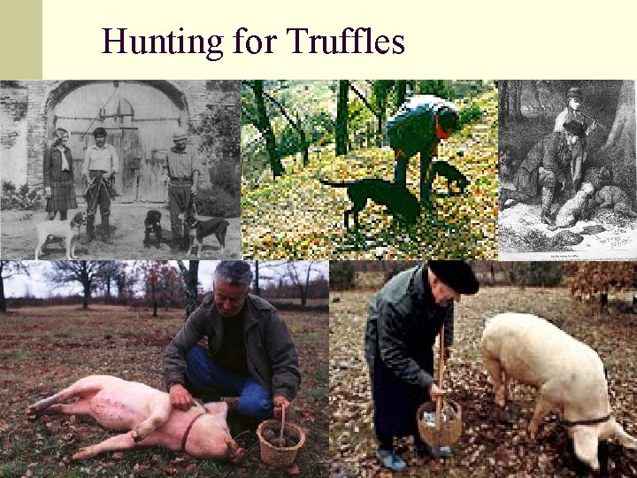 Hunting for Truffles 