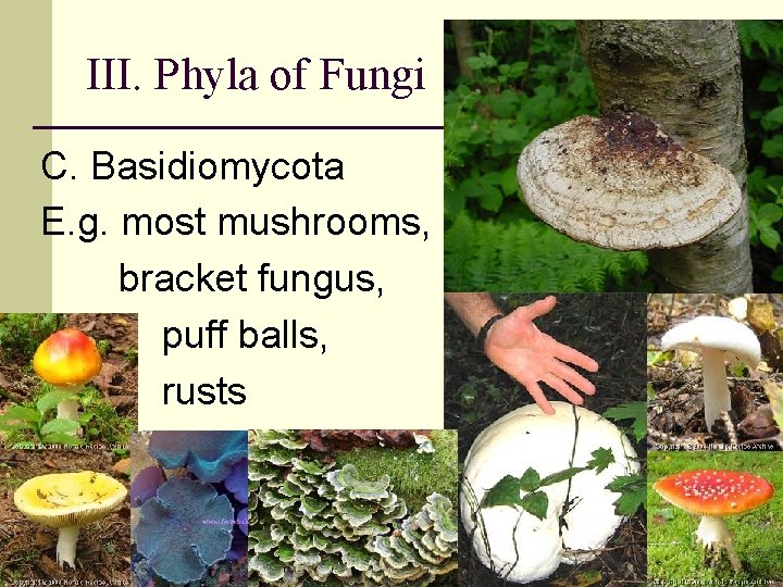 III. Phyla of Fungi C. Basidiomycota E. g. most mushrooms, bracket fungus, puff balls,