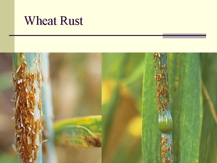 Wheat Rust 