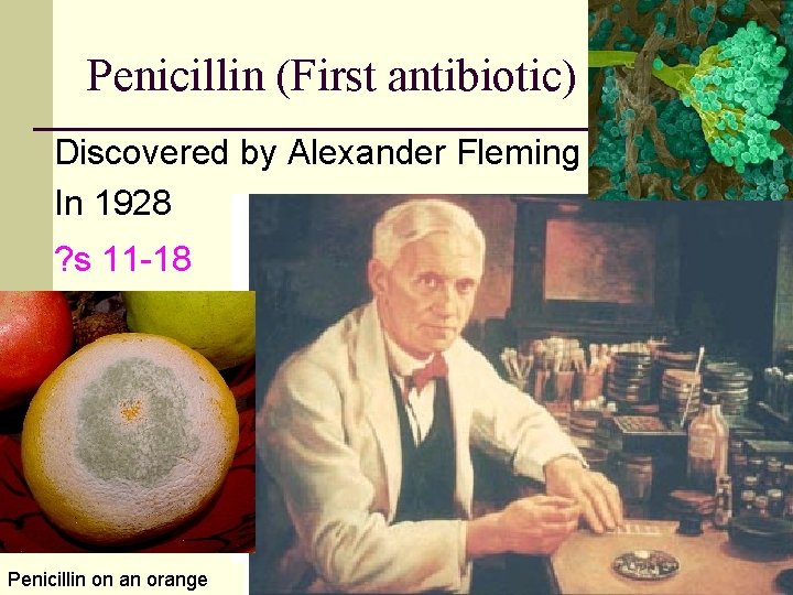 Penicillin (First antibiotic) Discovered by Alexander Fleming In 1928 ? s 11 -18 Penicillin