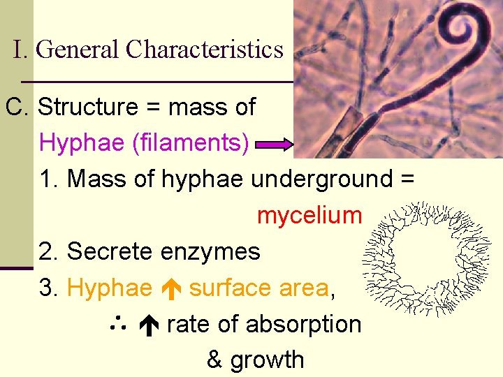 I. General Characteristics C. Structure = mass of Hyphae (filaments) 1. Mass of hyphae