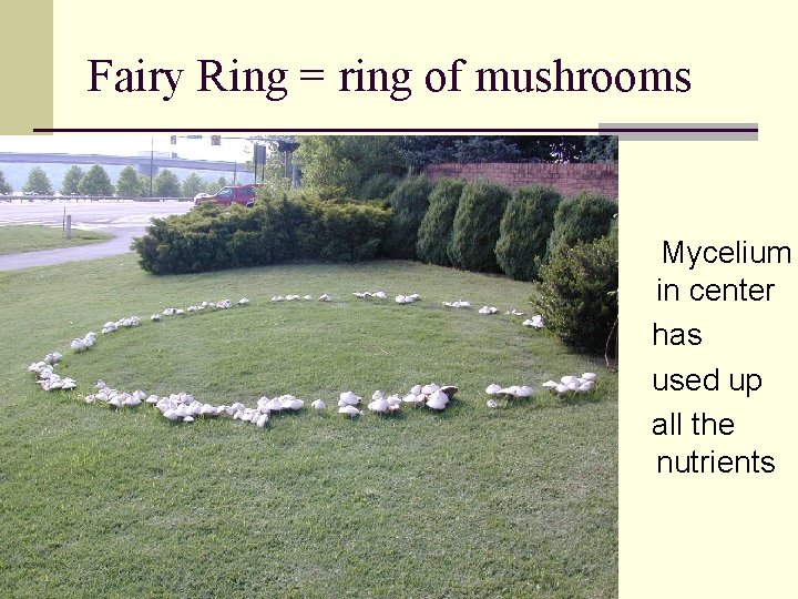 Fairy Ring = ring of mushrooms Mycelium in center has used up all the