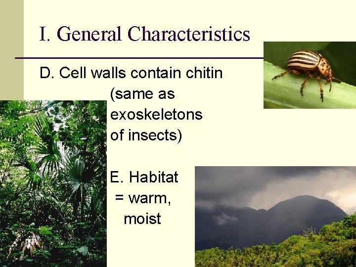 I. General Characteristics D. Cell walls contain chitin (same as exoskeletons of insects) E.
