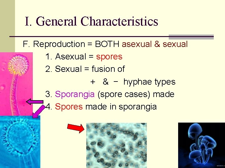 I. General Characteristics F. Reproduction = BOTH asexual & sexual 1. Asexual = spores