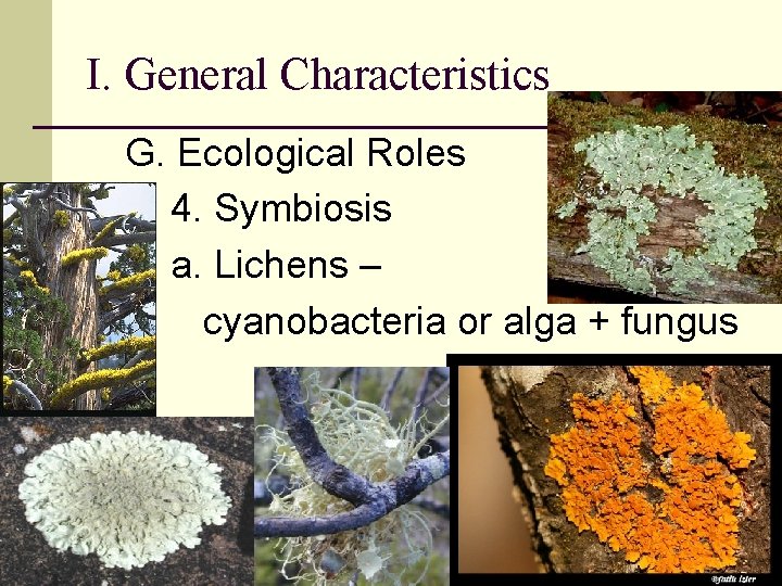 I. General Characteristics G. Ecological Roles 4. Symbiosis a. Lichens – cyanobacteria or alga