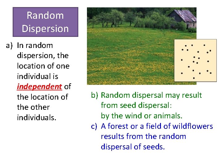 Random Dispersion a) In random dispersion, the location of one individual is independent of