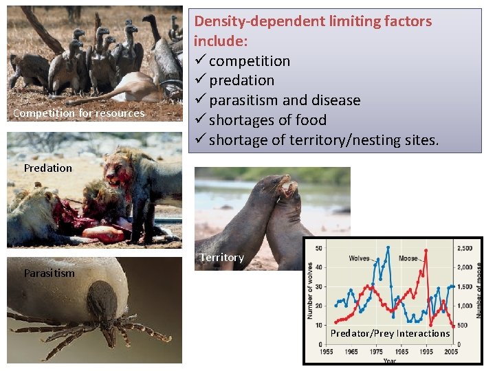 Competition for resources Density-dependent limiting factors include: ü competition ü predation ü parasitism and
